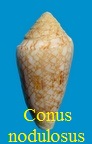 Conus nodulosus, G. B. Sowerby II 1864